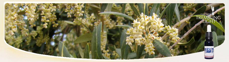 Elixir de los Ancestros